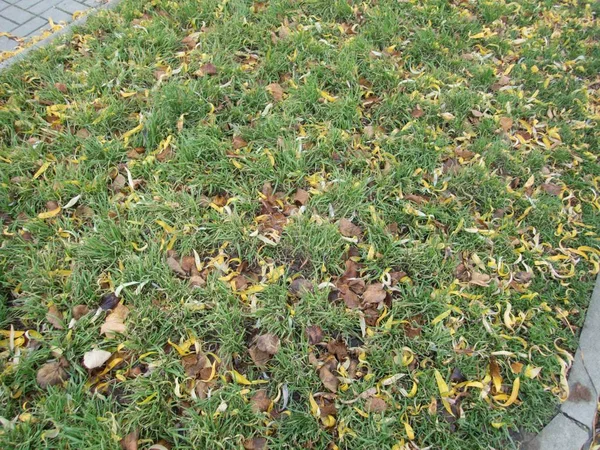 Feuilles d'automne sèches sur l'herbe — Photo