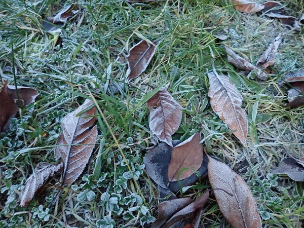 草の上に乾いた秋の葉 — ストック写真