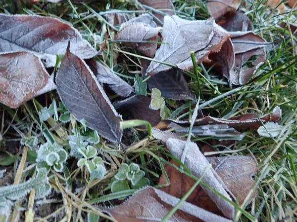 Kuru sonbahar yaprakları çimlerin üzerinde — Stok fotoğraf