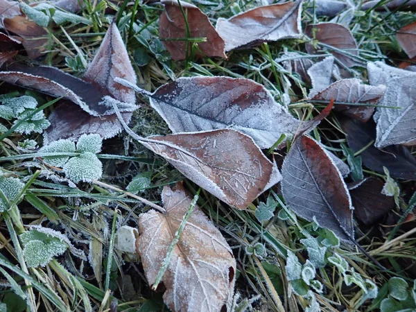 Folhas secas de outono na grama — Fotografia de Stock