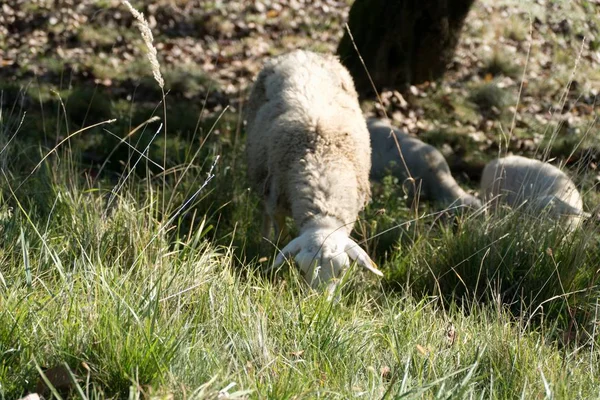 Pecore su un pascolo in erba verde — Foto Stock