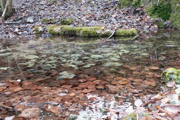 Arbres d'automne et forêt reflétés dans l'eau — Photo