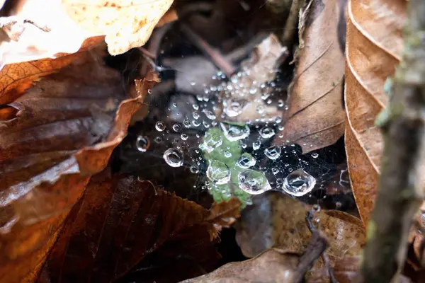Détail d'une feuille brun automne avec une goutte d'eau — Photo