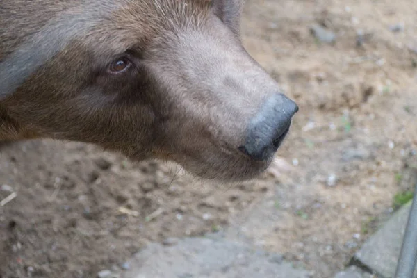 Un oso pardo viviendo en un zoológico —  Fotos de Stock