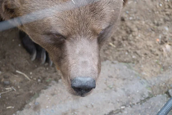 Un oso pardo viviendo en un zoológico —  Fotos de Stock