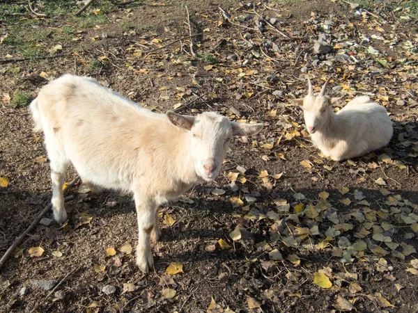 Rebanho de cabras em uma terra de cultivo — Fotografia de Stock