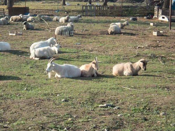 Rebaño de cabras en una tierra de cultivo —  Fotos de Stock