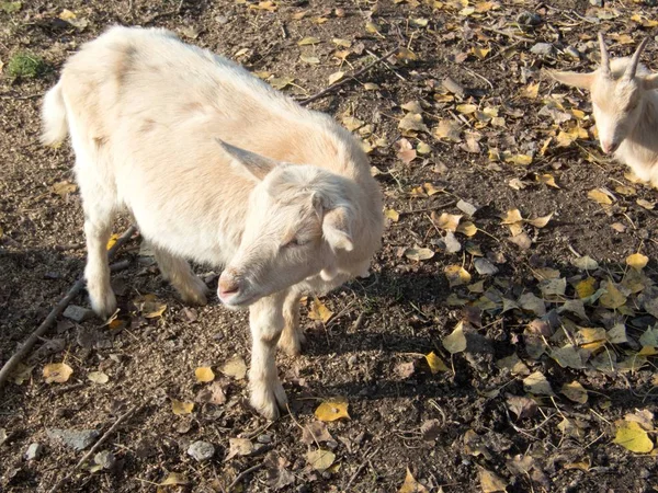 Rebanho de cabras em uma terra de cultivo — Fotografia de Stock