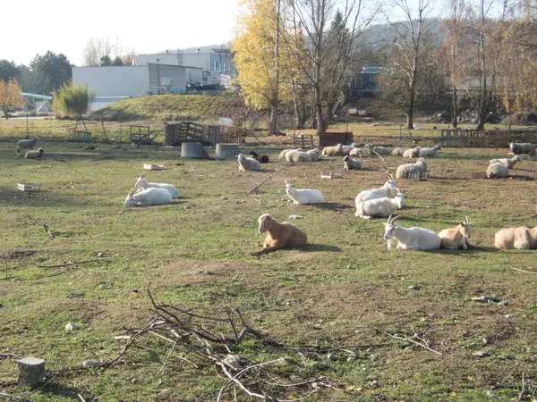 Troupeau de chèvres dans une terre agricole — Photo