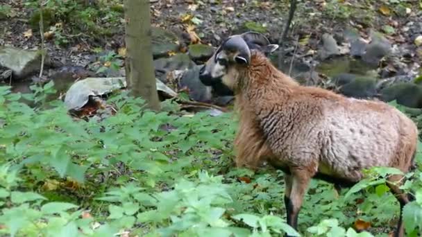 Een Geit Een Bergweide — Stockvideo