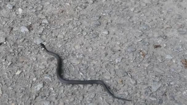 Grea Φίδι Τρέχει Πάνω Από Ένα Δρόμο — Αρχείο Βίντεο