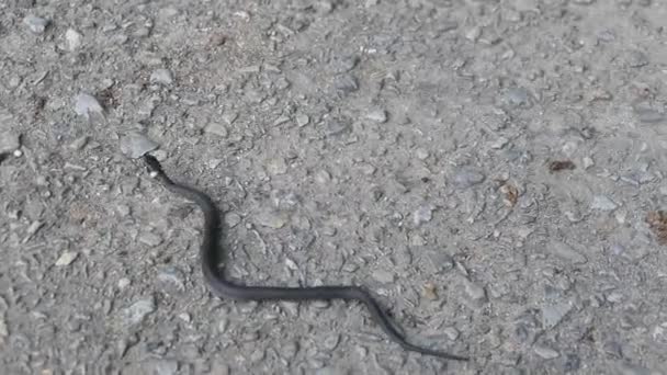 Serpiente Grea Corriendo Sobre Camino — Vídeos de Stock