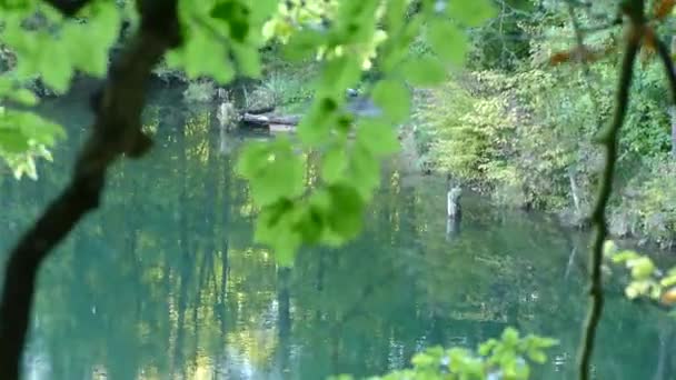 Μικρό Ρυάκι Μια Λίμνη Ένα Δάσος — Αρχείο Βίντεο