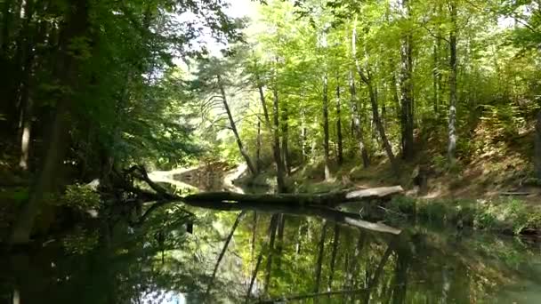 petit ruisseau à un étang dans une forêt 