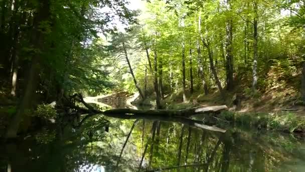 Pequeno Fluxo Uma Lagoa Uma Floresta — Vídeo de Stock