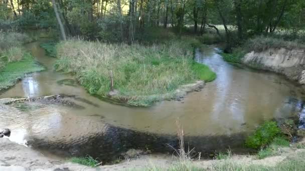 一条小河流入森林中的池塘 — 图库视频影像