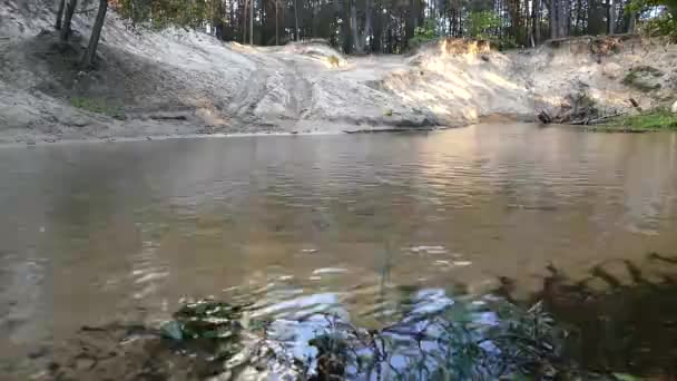 Pequeño Arroyo Estanque Bosque — Vídeos de Stock