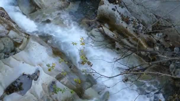 Small Stream Pond Forest — Stock Video