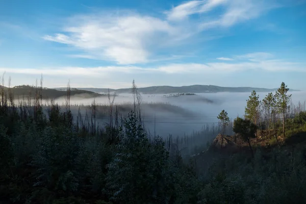 Romântica manhã enevoada em uma floresta — Fotografia de Stock