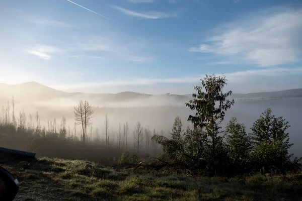 Романтическое туманное утро в лесу — стоковое фото