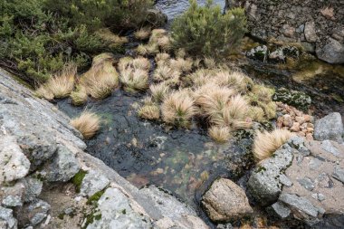 Portekiz 'deki Serra de Estrela Dağı' nın doğası