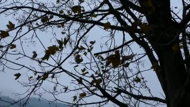 Trockenes Laub Baum Herbst Wind — Stockvideo