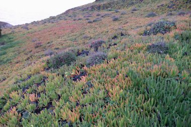 Portekiz Cabo da Roca 'daki kayalıkların üzerindeki yeşil çimenler.