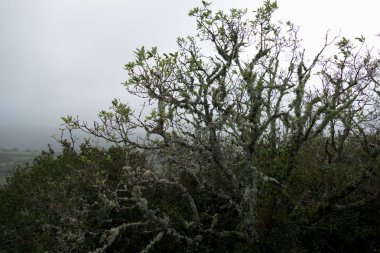 Kışın Çekoslovakya ormanında çok güzel doğal detaylar