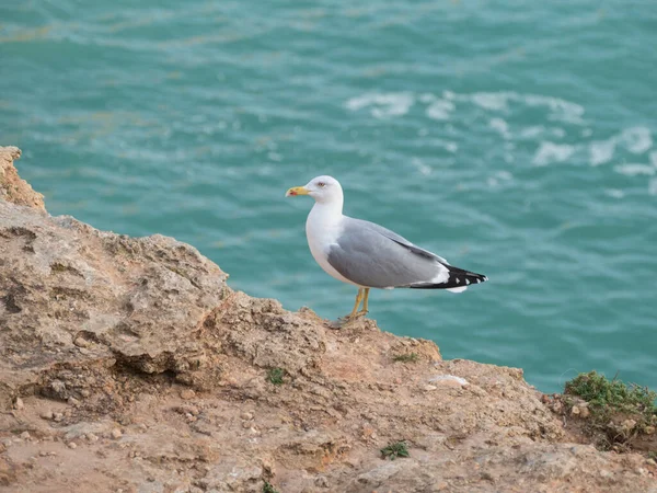 Eine Möwe Auf Einem Felsen Meer — Stockfoto