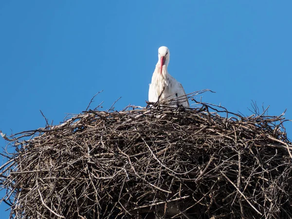 black and white elegant stork on a nest detail