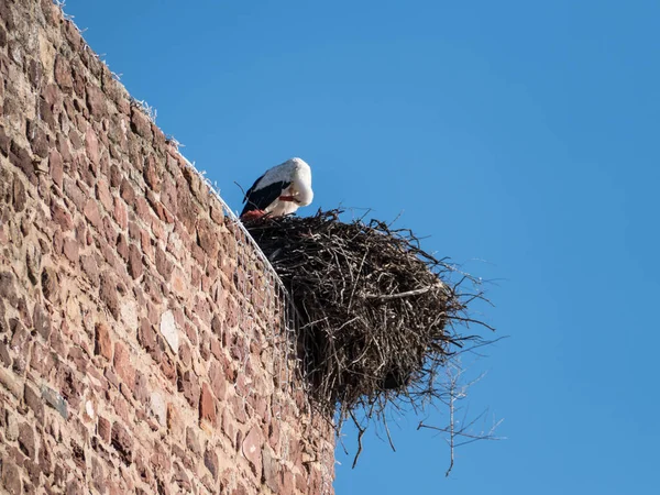 Zwart Wit Elegante Ooievaar Een Nest Detail — Stockfoto