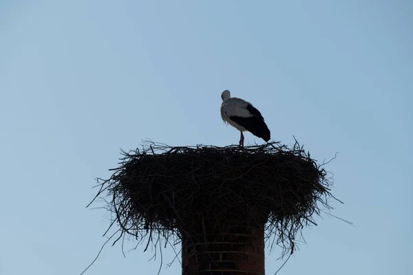 Zwart Wit Elegante Ooievaar Een Nest Detail — Stockfoto