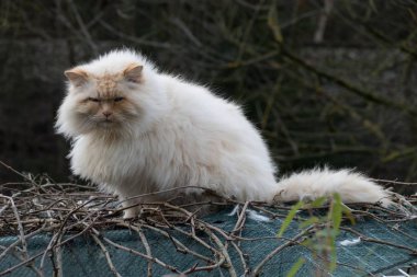 Çatıdaki sevimli, tembel beyaz kedi.