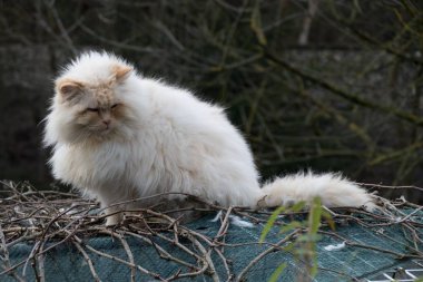 Çatıdaki sevimli, tembel beyaz kedi.