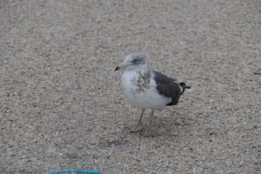 Okyanusun kıyısındaki kayada bir martı.