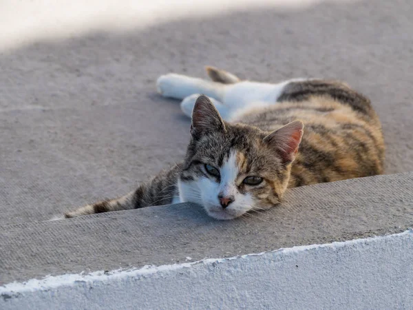 Gato Preguiçoso Deitado Rua — Fotografia de Stock