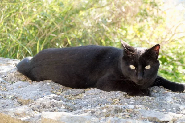 Gato Preguiçoso Deitado Rua — Fotografia de Stock