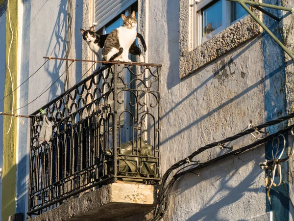 Милі Два Коти Балконних Перилах — стокове фото
