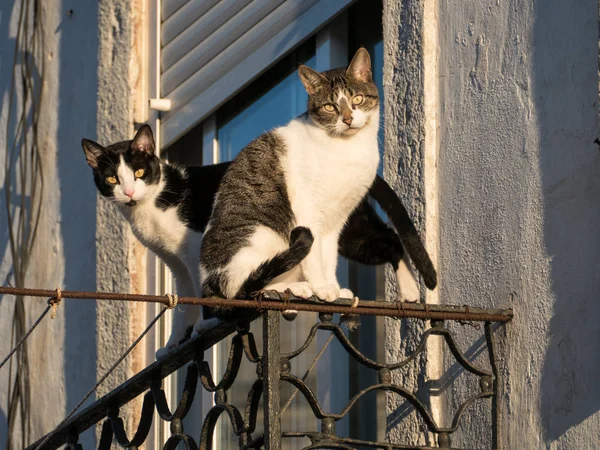 Милі Два Коти Балконних Перилах — стокове фото