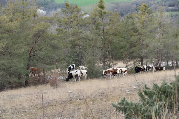 Stádo Krav Pastvinách Přírodě — Stock fotografie