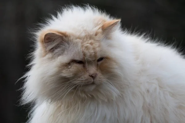 屋根の上の可愛い白い猫 — ストック写真