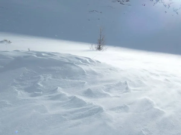 Asingle Pequeño Árbol Nieve —  Fotos de Stock