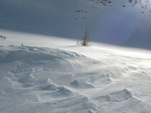 Asingle Pequeño Árbol Nieve —  Fotos de Stock