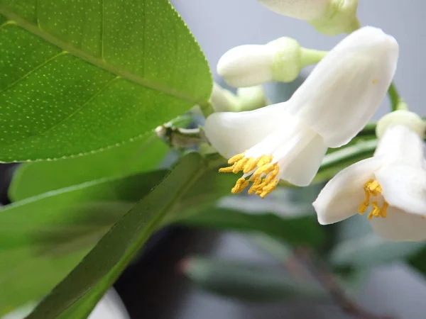 Çiçek Açan Güzel Bir Limon Ağacının Yakın Ayrıntıları — Stok fotoğraf