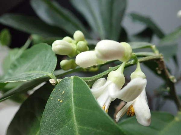 美丽开花的柠檬树的细部 — 图库照片