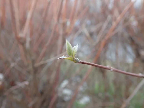 春の一枚目の葉の細部まで — ストック写真