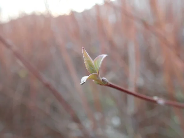 Dettaglio Vicino Una Prima Foglia Primavera — Foto Stock