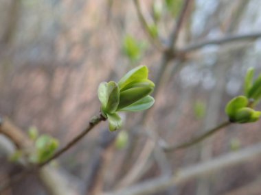 Bahar aylarında yemyeşil bir dalın ayrıntıları.