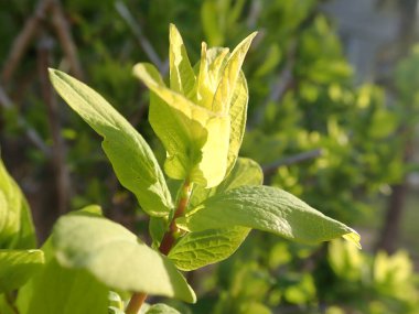 Bahar aylarında yemyeşil bir dalın ayrıntıları.