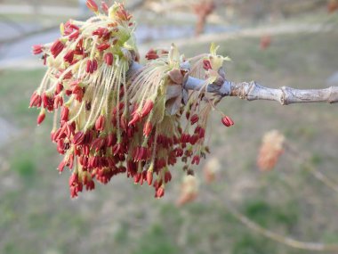 Bahar aylarında yemyeşil bir dalın ayrıntıları.